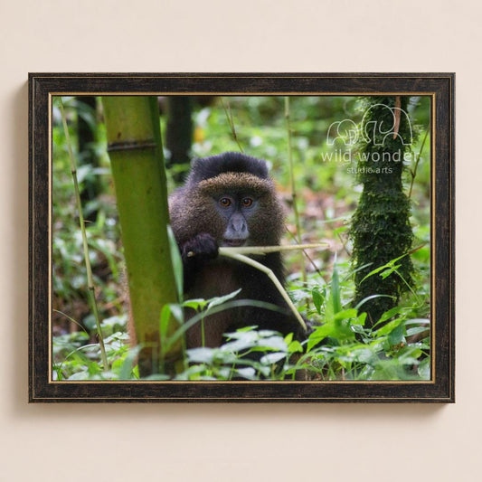 A close-up photograph of a monkey sitting on a tree branch in a lush, green forest environment.