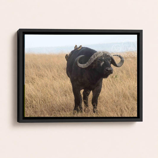 A black buffalo with large curved horns stands in a field of tall grass, with a few birds perched on its back.