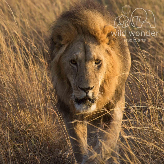 A majestic lion strides through a field of tall, dry grass, its golden mane and intense gaze capturing the viewer's attention.