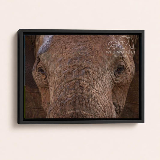 A close-up photograph of an elephant's face, with its large eyes and wrinkled skin visible.
