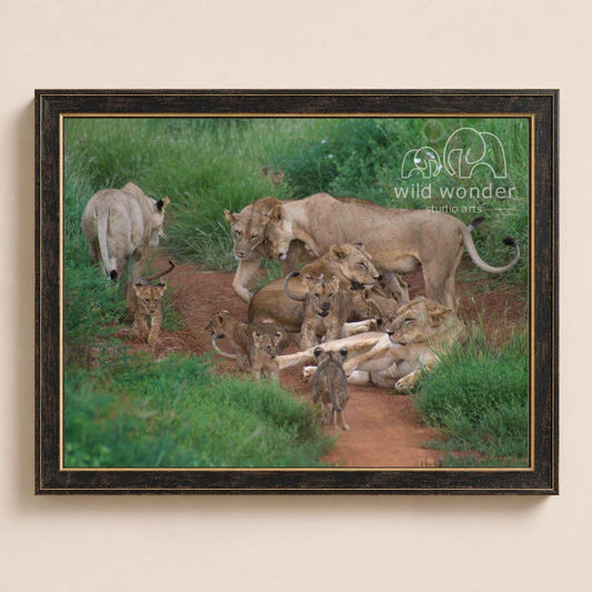 A group of lions resting on the grass, with some standing and others lying down.