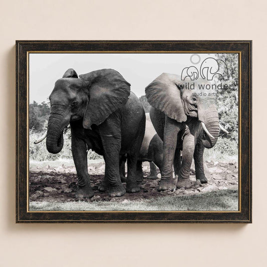 A black and white photograph of two elephants standing in a grassy area, with a third elephant partially visible in the background.