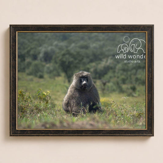 A large, furry monkey sits in a grassy field, surrounded by trees and bushes.