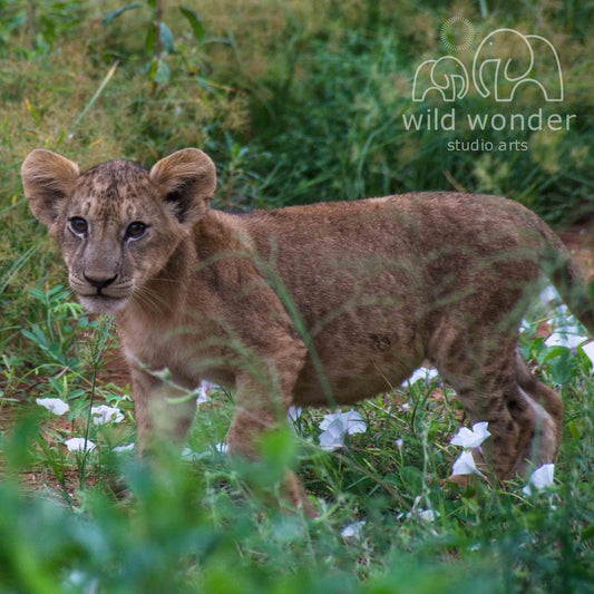 A young lion cub standing in a grassy area with white flowers, surrounded by lush greenery.