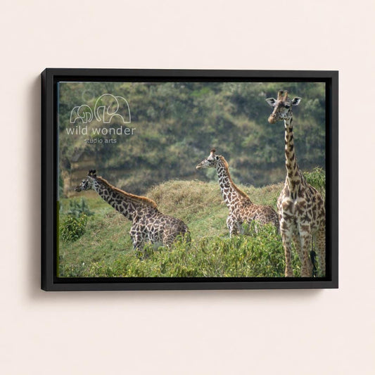 A framed photograph of three giraffes in a grassy field, with the text "wild wonder studio arts" visible in the frame.