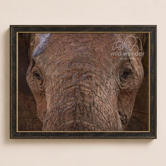 A close-up photograph of an elephant's face, with its large, wrinkled skin and expressive eyes visible.