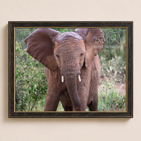 A large elephant with its ears spread wide, standing in a lush, green environment with trees and bushes in the background.