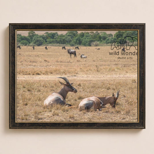 A framed photograph of a group of wildebeests resting in a dry grass field, with a studio arts logo visible in the corner.