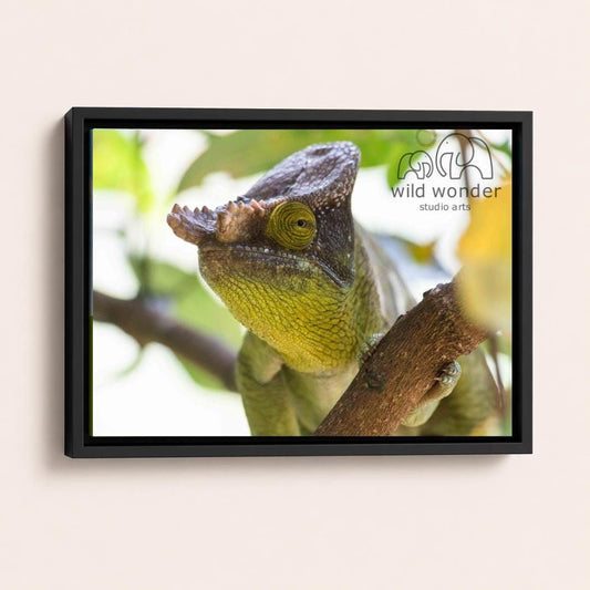 A chameleon with a yellowish-green coloration is perched on a branch, its tongue sticking out.