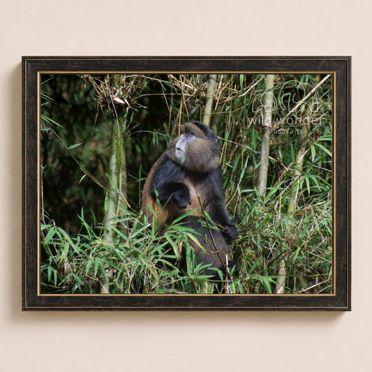 A brown and black monkey is sitting in the lush green foliage of a forest.