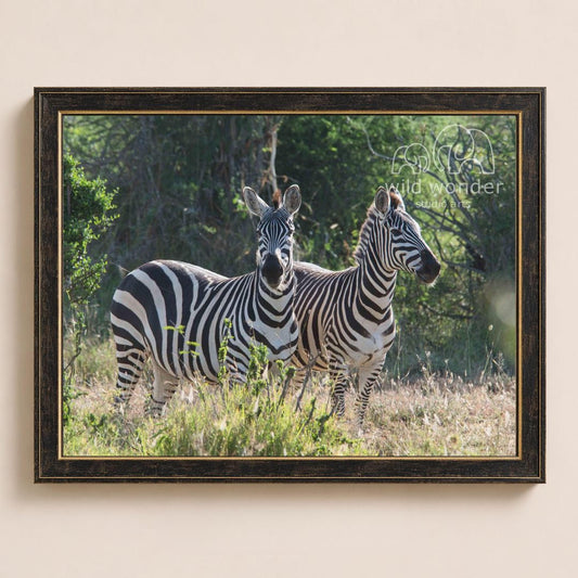 Two zebras standing in a grassy field with trees in the background.