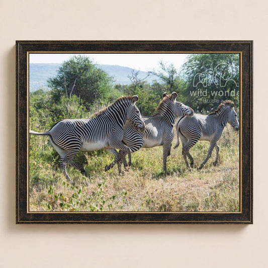 A group of zebras standing in a grassy field with trees in the background.