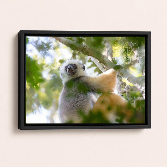 A close-up photograph of a lemur, a type of primate, in a tree with its distinctive fur and facial features clearly visible.