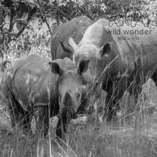 A black and white image of three rhinos standing in a grassy field, with one rhino in the foreground and two others in the background.