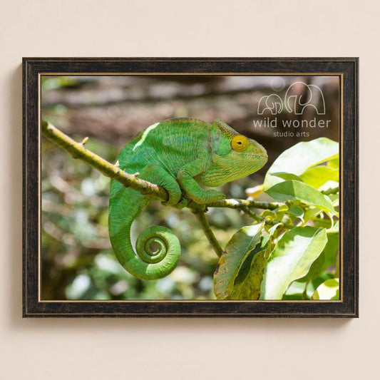 A vibrant green chameleon is perched on a branch, its body coiled in anticipation.