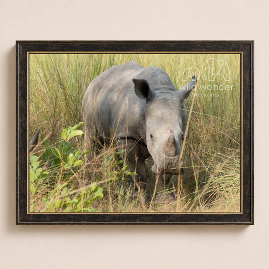 A rhinoceros standing in tall grass, with its head lowered and mouth open, in a natural setting.