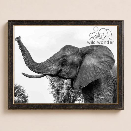A black and white photograph of an elephant with its trunk extended, framed in a black frame and displaying the logo for "wild wonder" and "wild wonder art" on the right side.