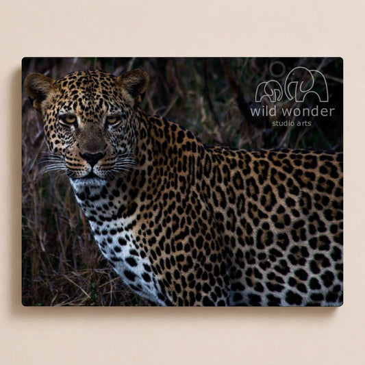 A leopard standing in a natural environment, with its distinctive spotted coat.