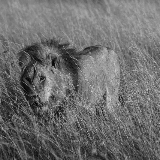 A majestic lion stands in a field of tall grass, its gaze fixed intently on the camera.