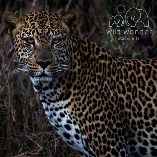 A close-up portrait of a leopard, its distinctive spotted coat and alert expression clearly visible.