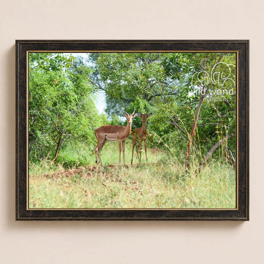A pair of deer standing in a grassy field surrounded by trees.
