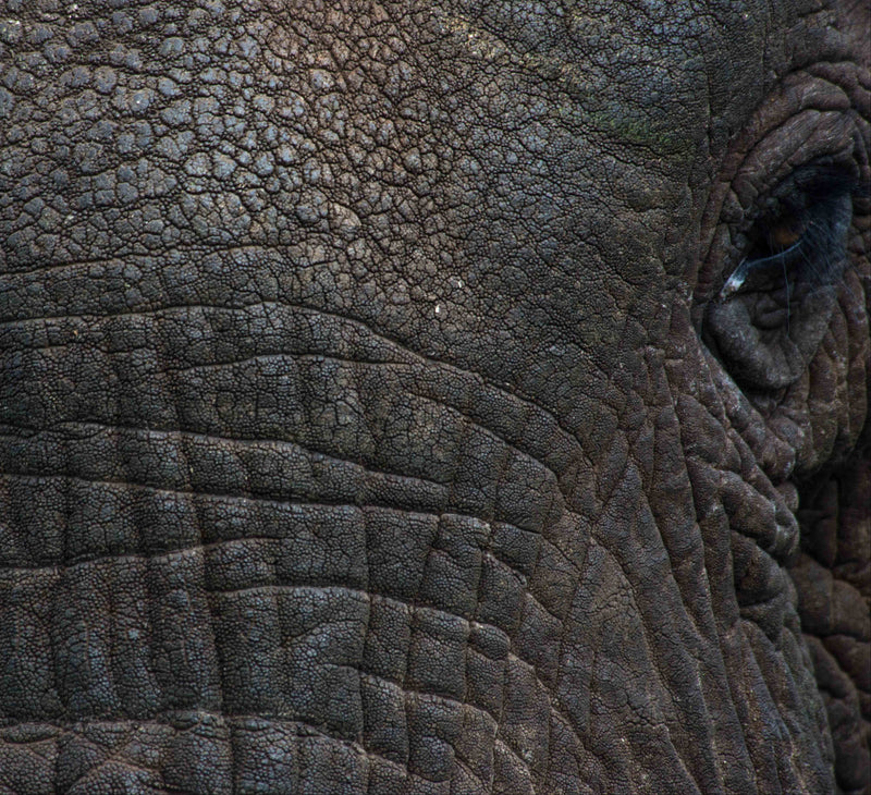 African Elephants Collection
