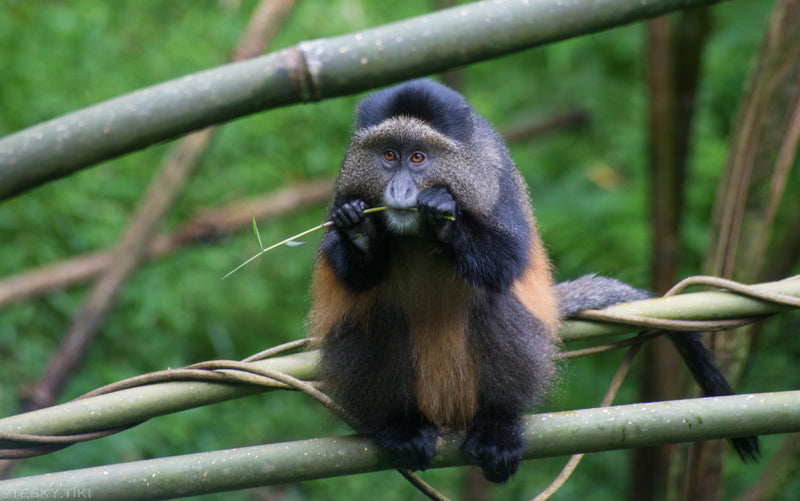 Primates of the Canopy Collection