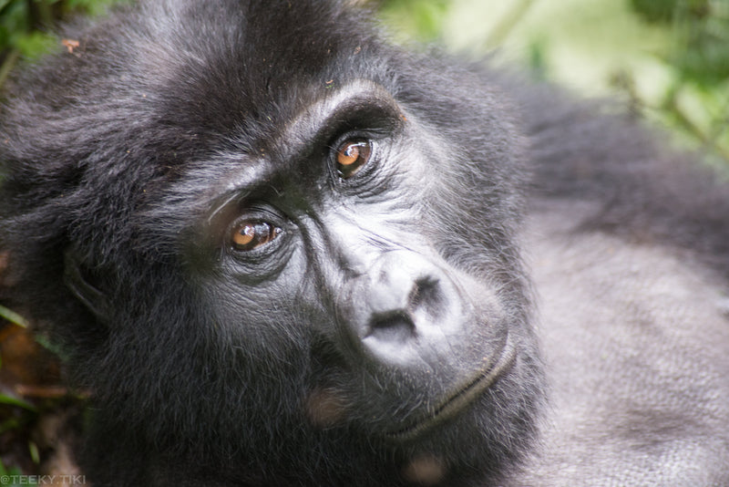 Mountain Gorillas of Bwindi Collection