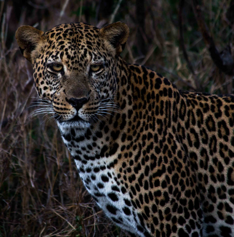 African Leopards Collection