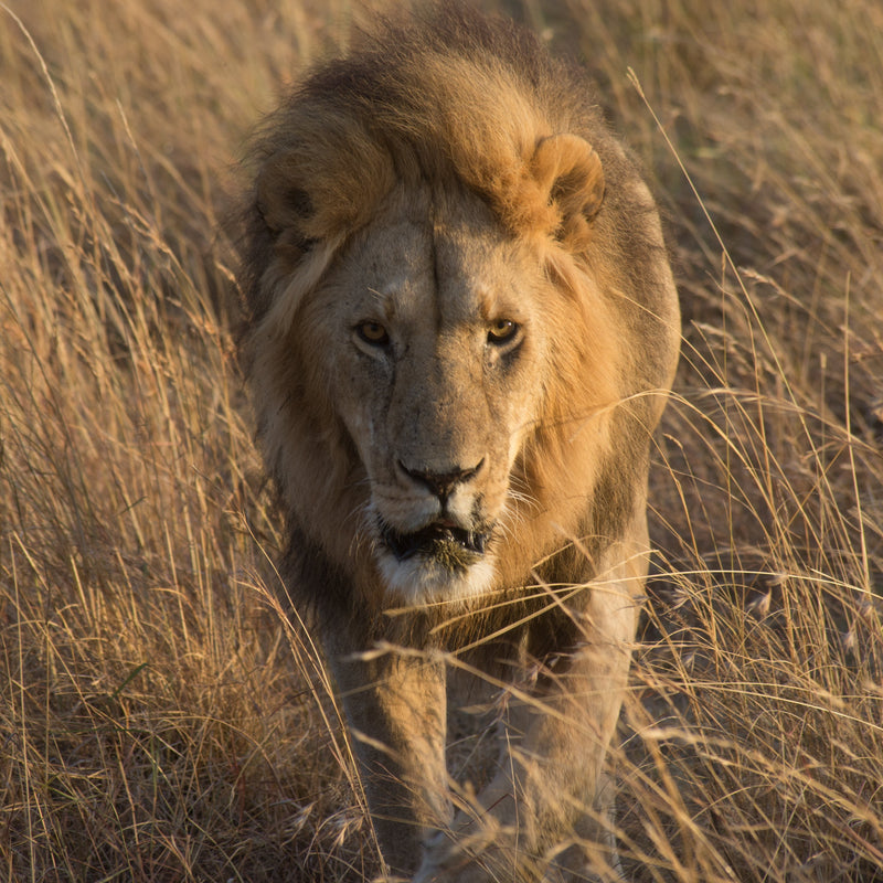 African Lions Collection