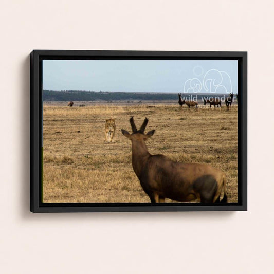 A wild animal, possibly a lion or a wildebeest, is standing in a dry grass field with other animals in the background.