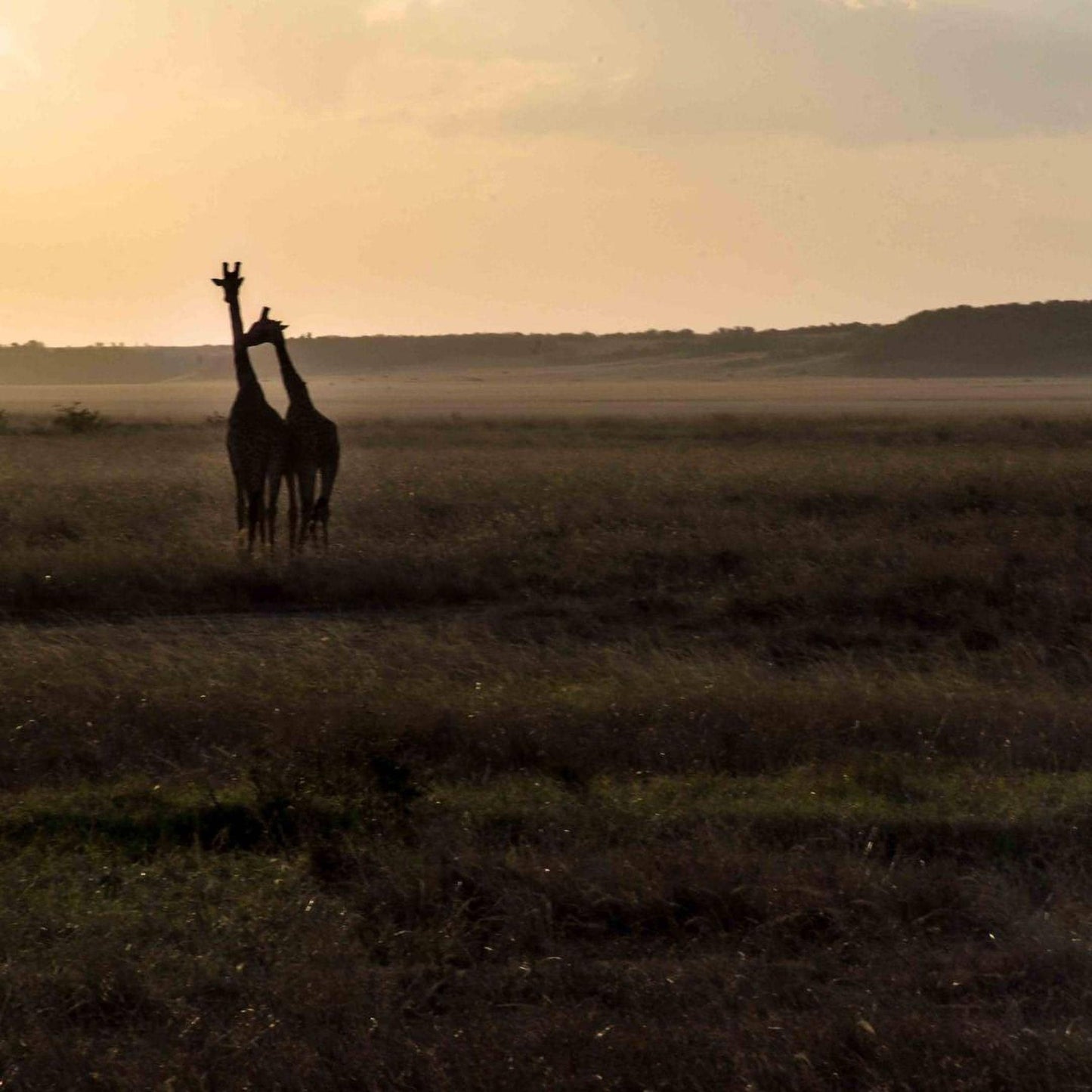 Two giraffes standing in a grassy field at sunset, with a hazy sky in the background.