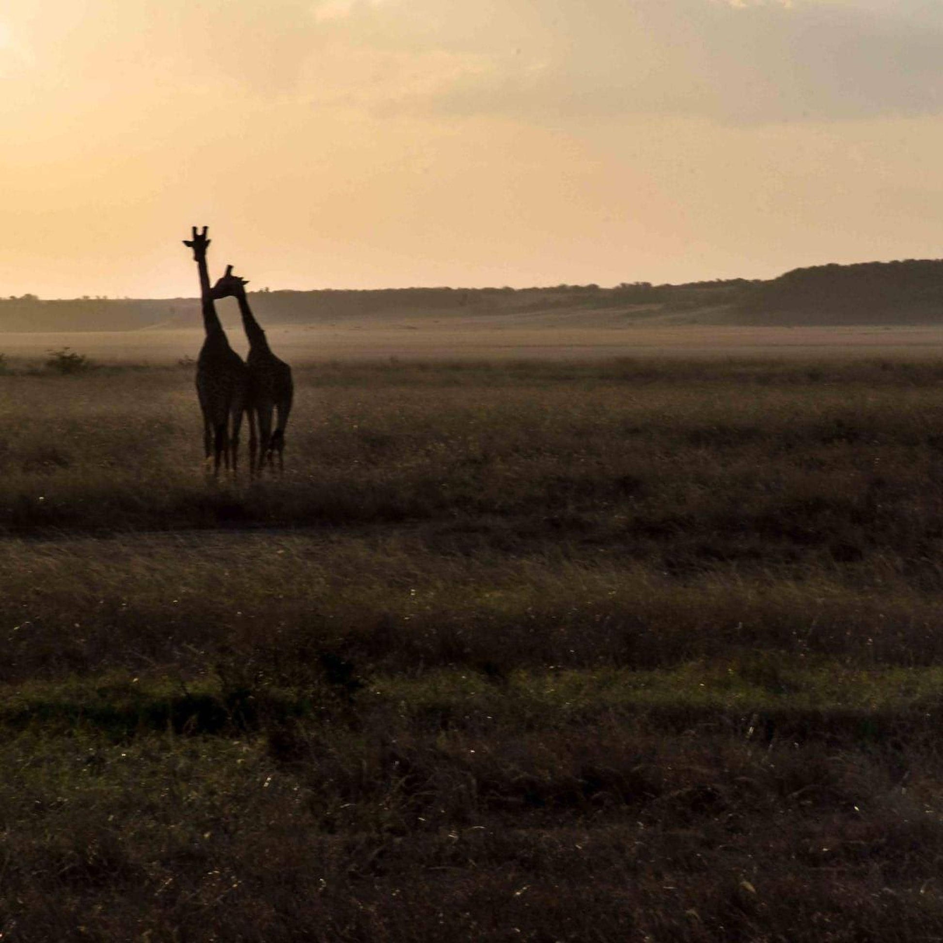 Two giraffes standing in a grassy field at sunset, with a hazy sky in the background.
