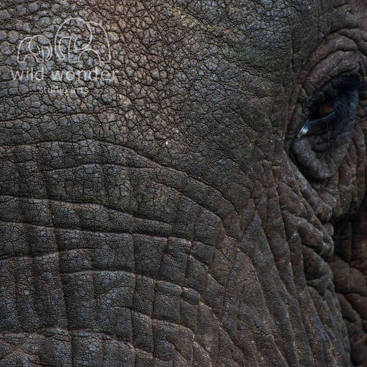 A close-up view of the eye and surrounding skin of an elephant, showcasing the intricate patterns and textures of its skin.