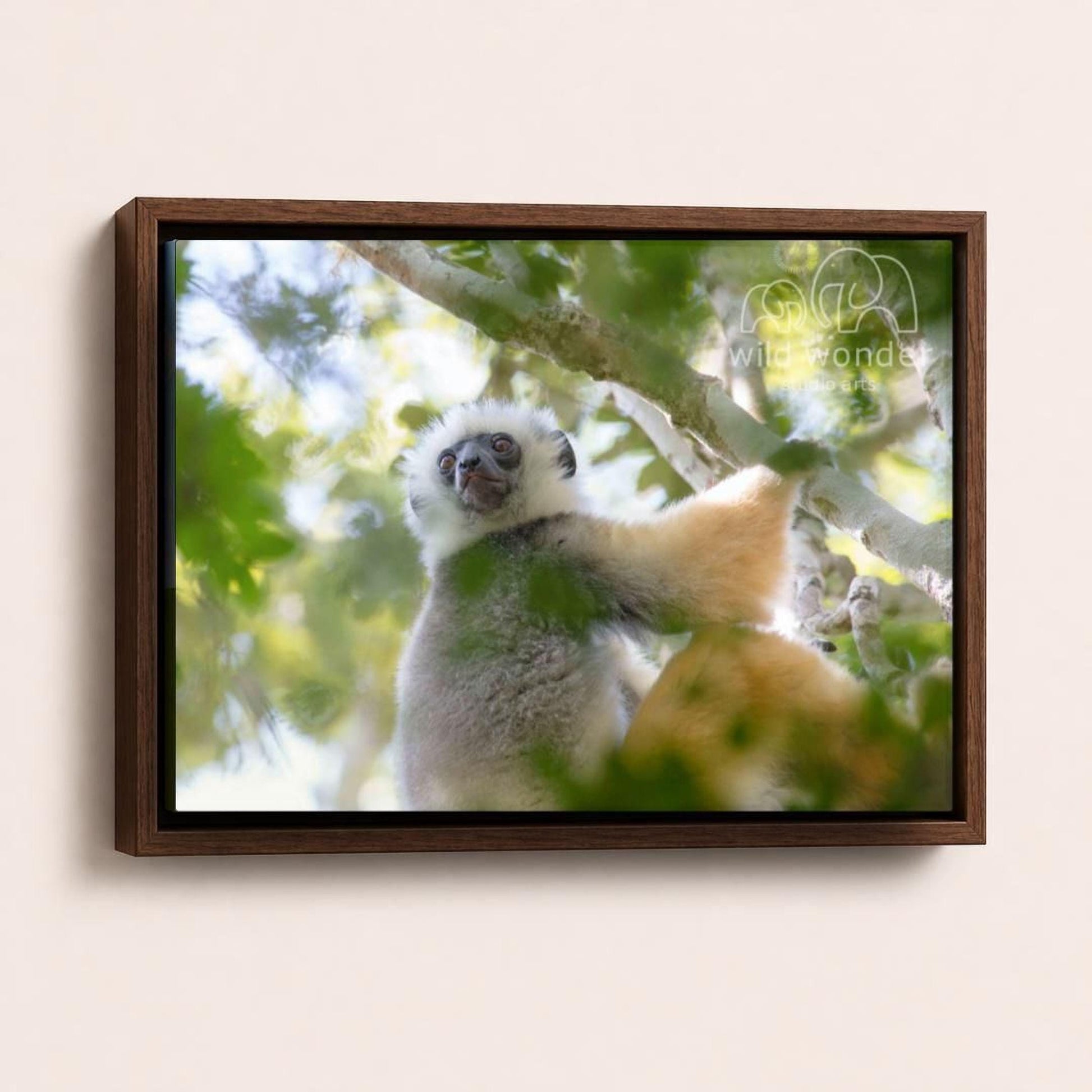 A close-up photograph of a lemur, a type of primate, sitting on a tree branch and looking directly at the camera.