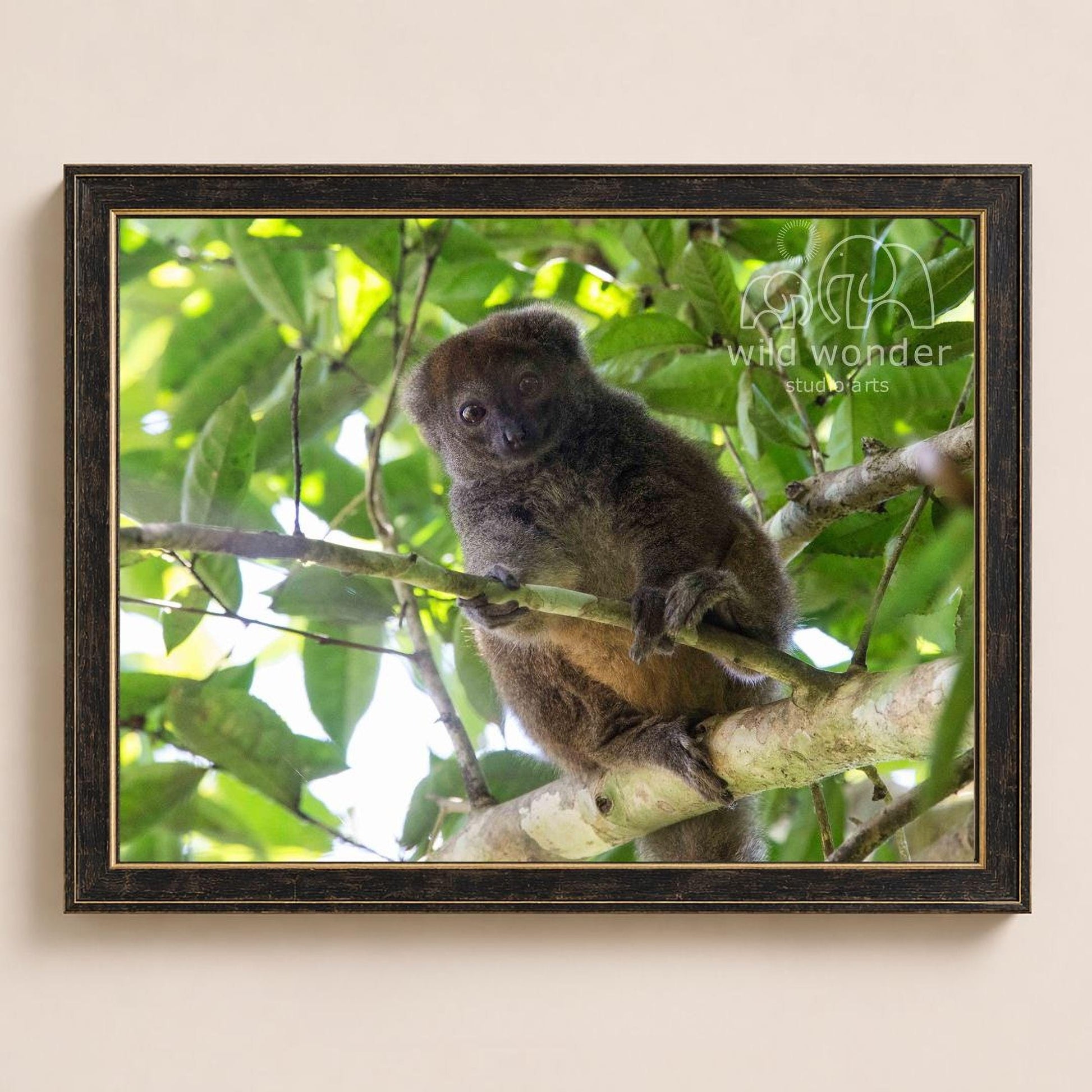 A close-up photograph of a small primate, possibly a monkey or lemur, sitting on a branch in a lush, green forest environment.