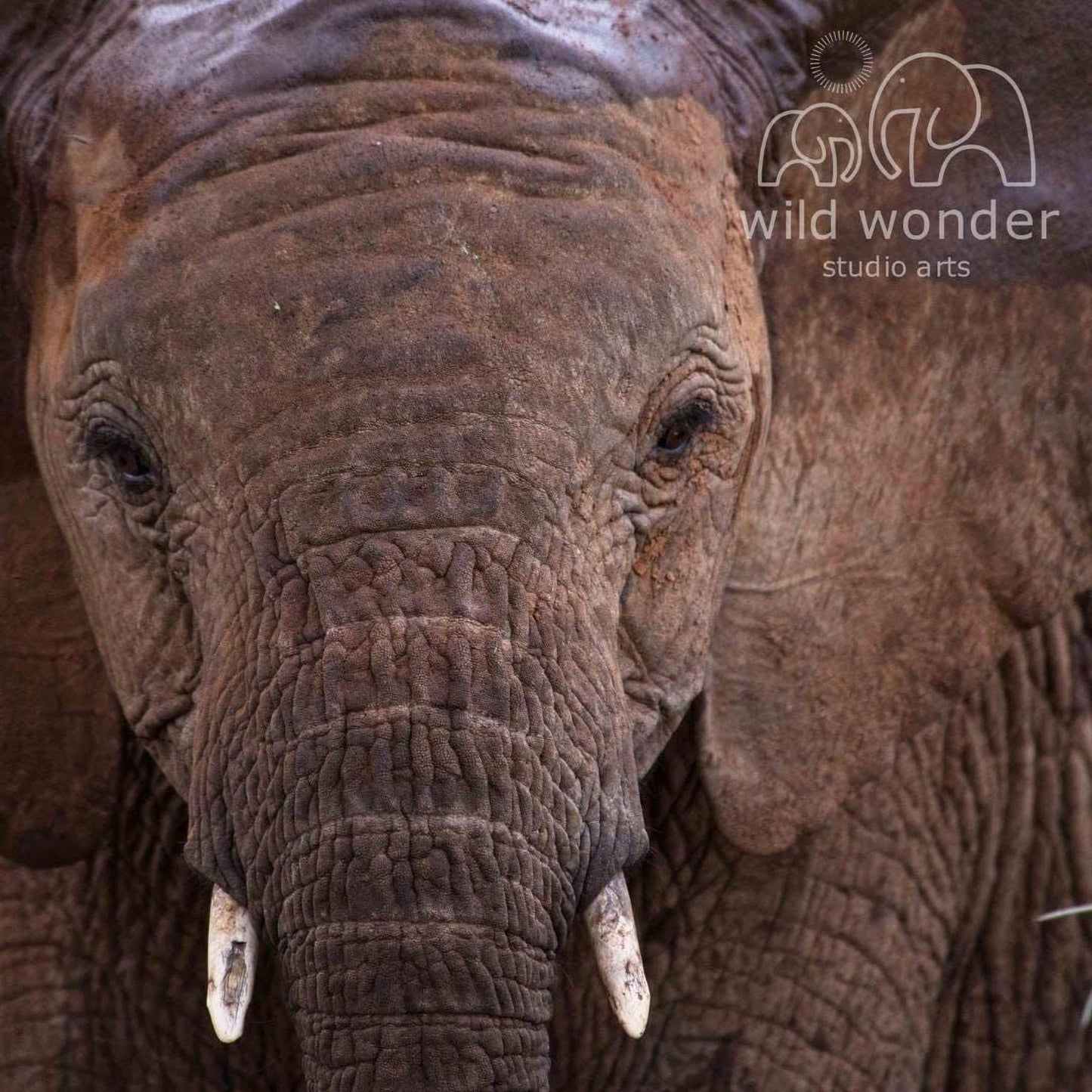 A close-up of an elephant's face, showcasing its wrinkled skin and large tusks.