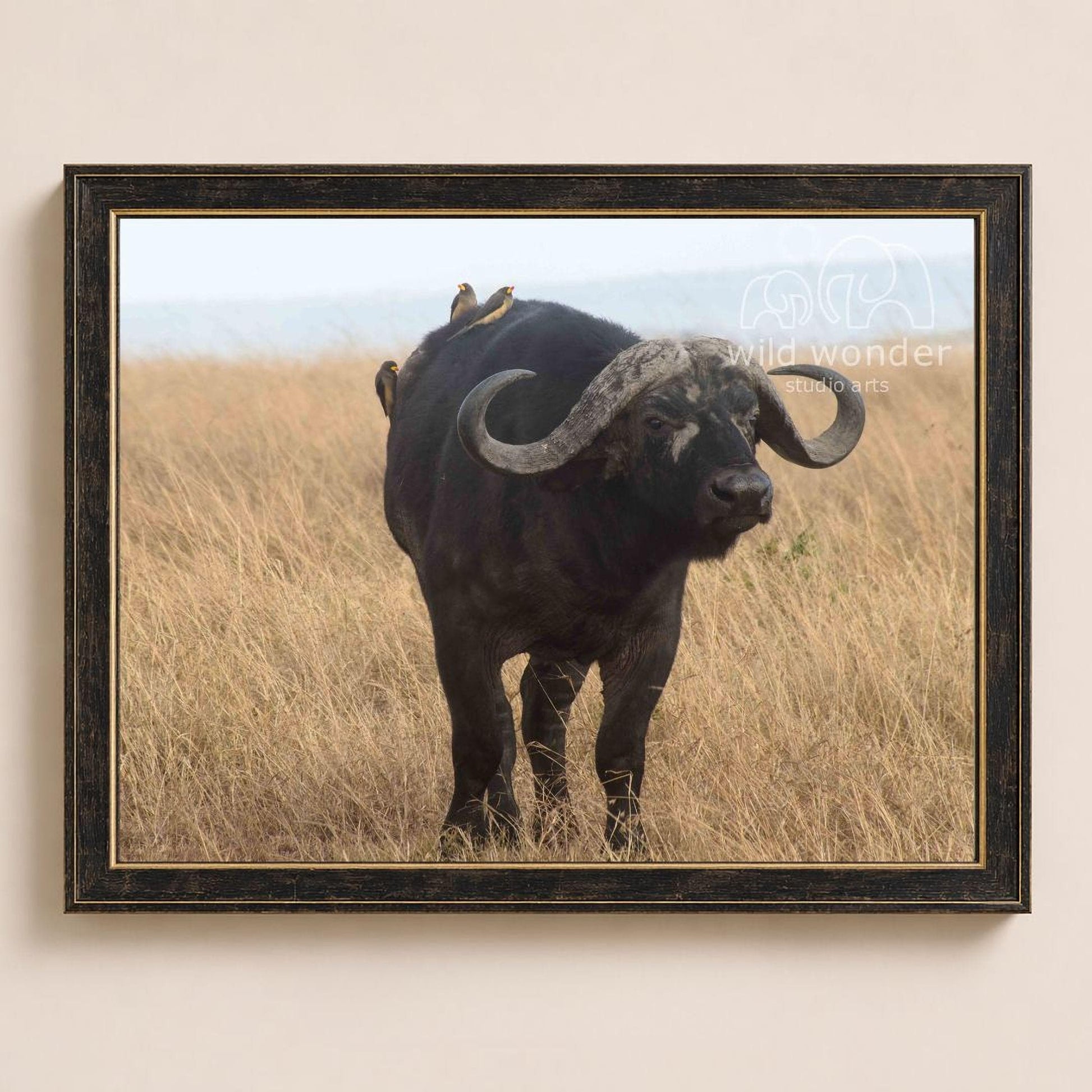 A black buffalo with large curved horns stands in a field of tall grass, with a few birds perched on its back.