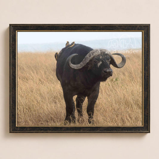 A black buffalo with large curved horns stands in a field of tall grass, with a few birds perched on its back.
