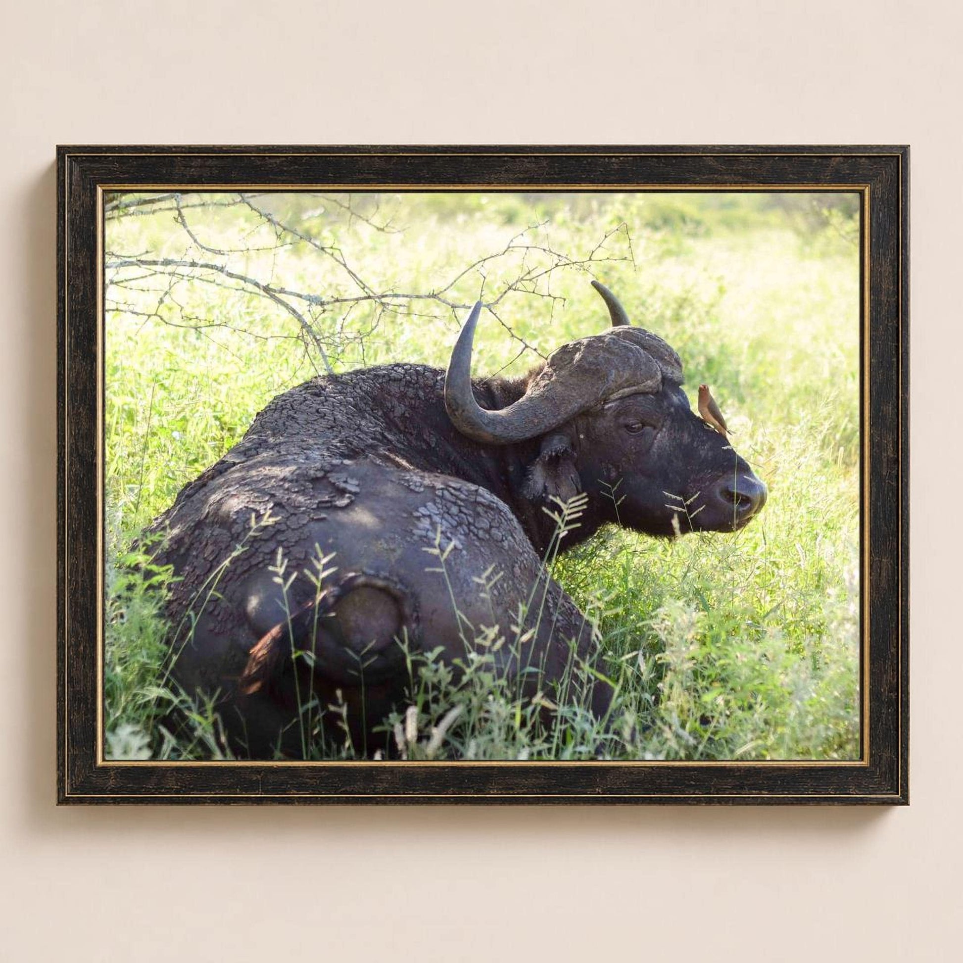 A large horned animal, possibly a buffalo or a yak, is resting in a grassy field with its head down.
