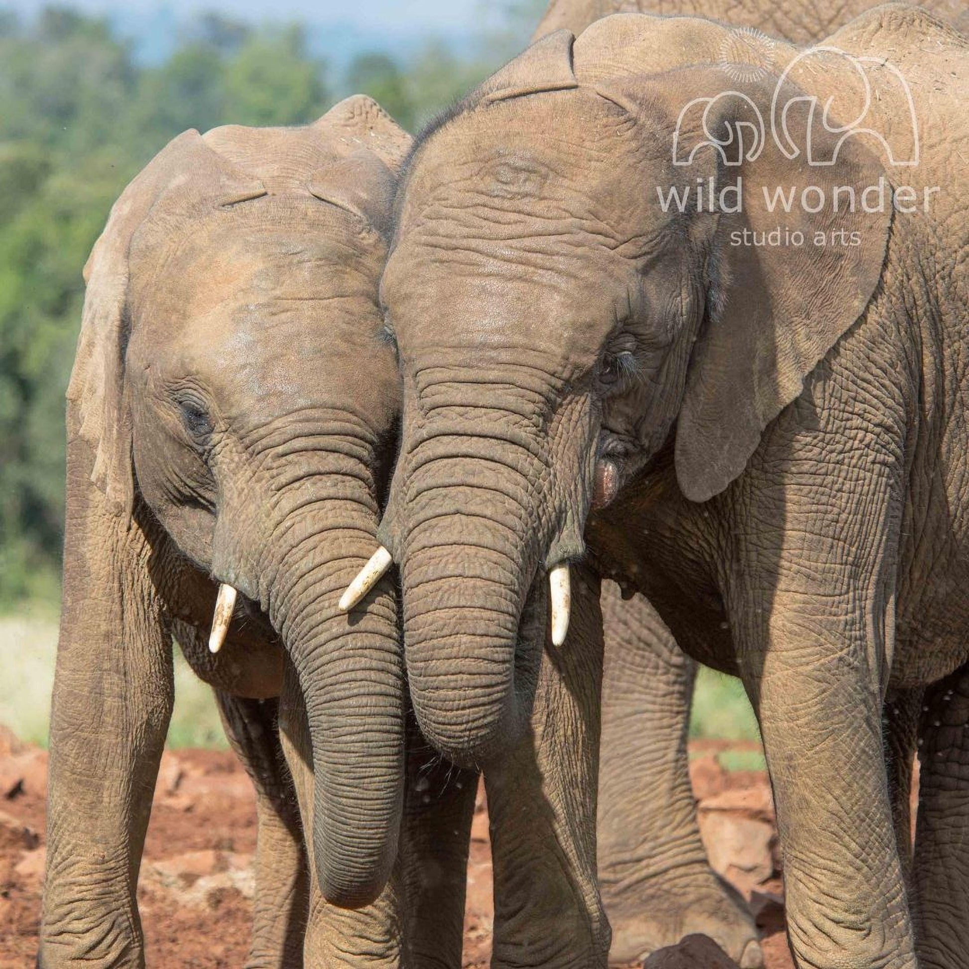 Two elephants standing close together in a natural setting, with one elephant's trunk touching the other's trunk.