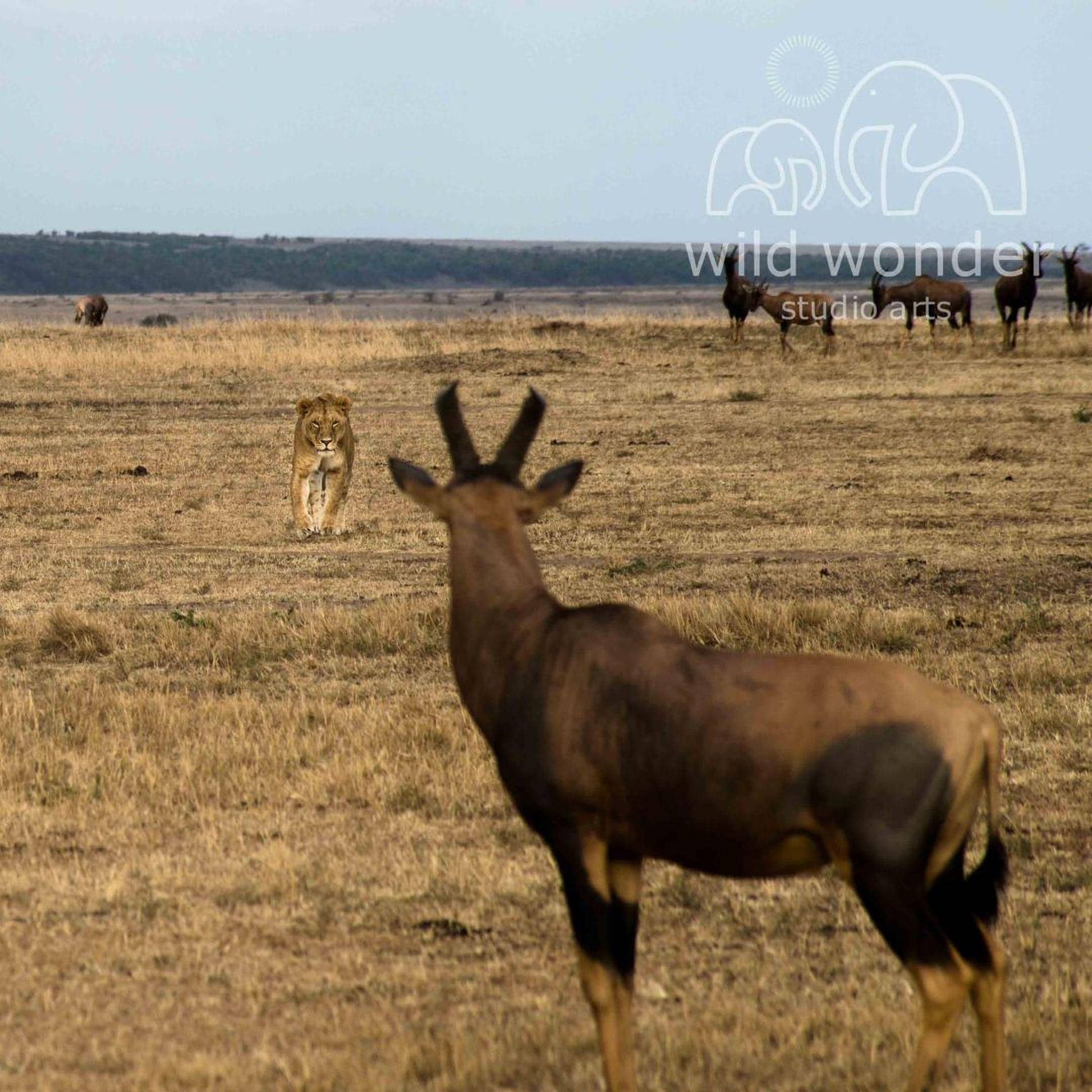 A lion stands in the foreground, while a brown antelope is visible in the background, in a dry grassland setting.