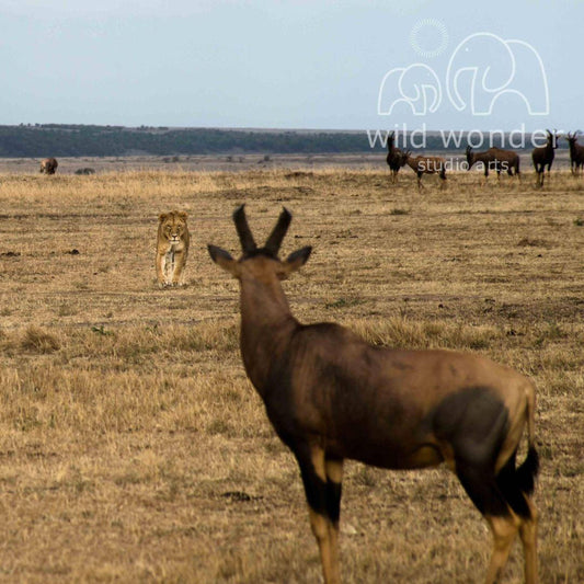 A lion stands in the foreground, while a brown antelope is visible in the background, in a dry grassland setting.