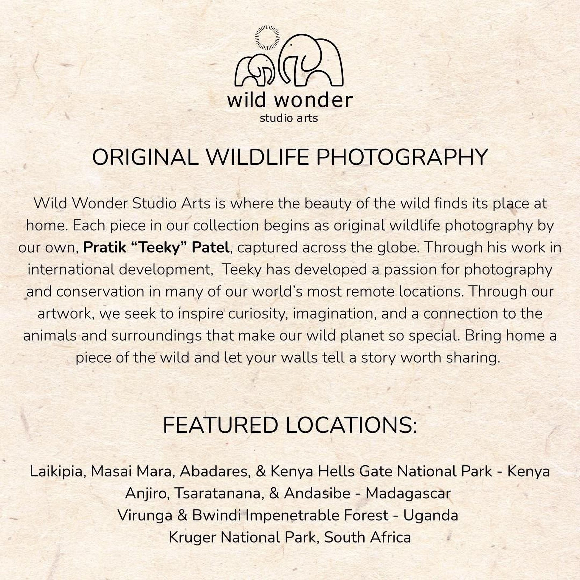 The image is a collection of wildlife photography pieces from various locations around the world, showcasing the beauty of the wild and the passion for photography in different environments.