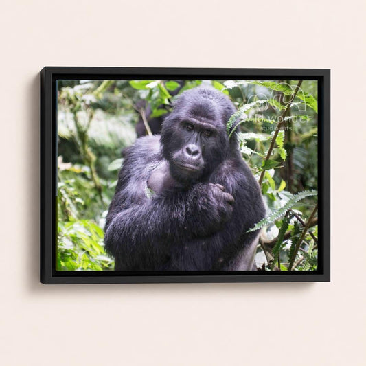 A black gorilla standing in a lush, green forest environment.