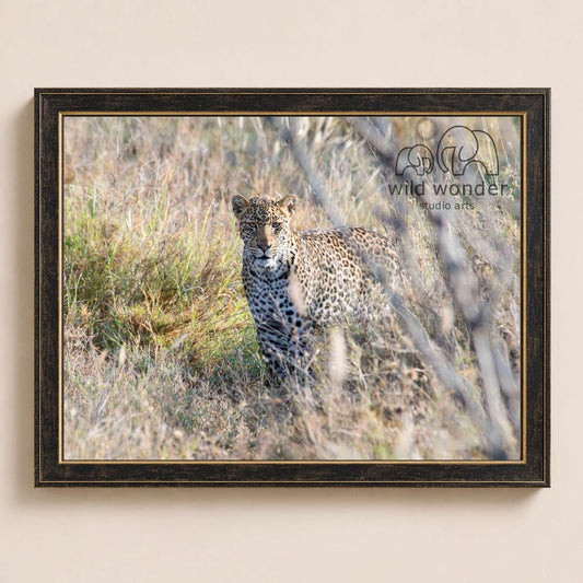 A leopard standing in tall grass, partially hidden by the vegetation.