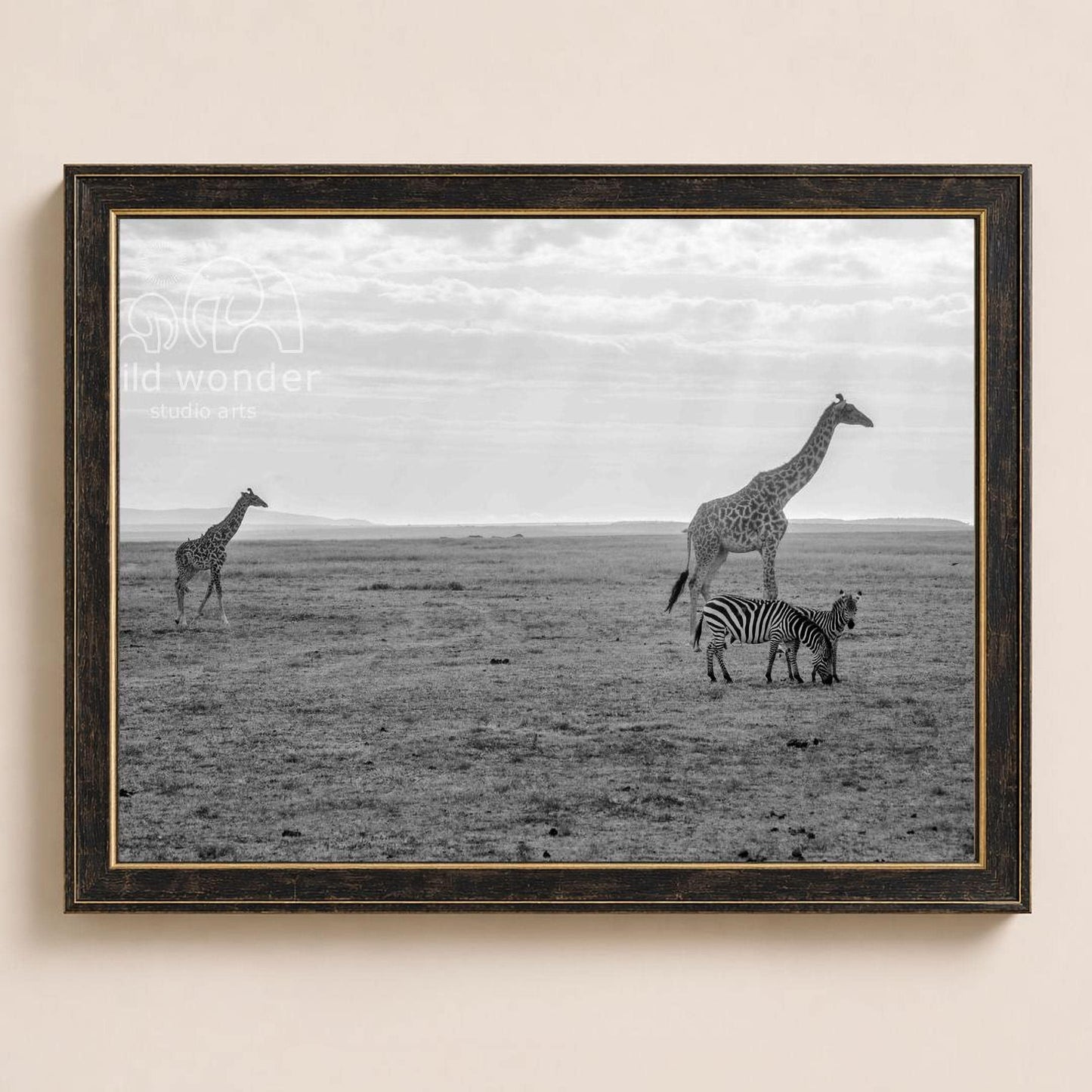 A black and white photograph of three giraffes and a zebra in a grassy field, with a cloudy sky in the background.