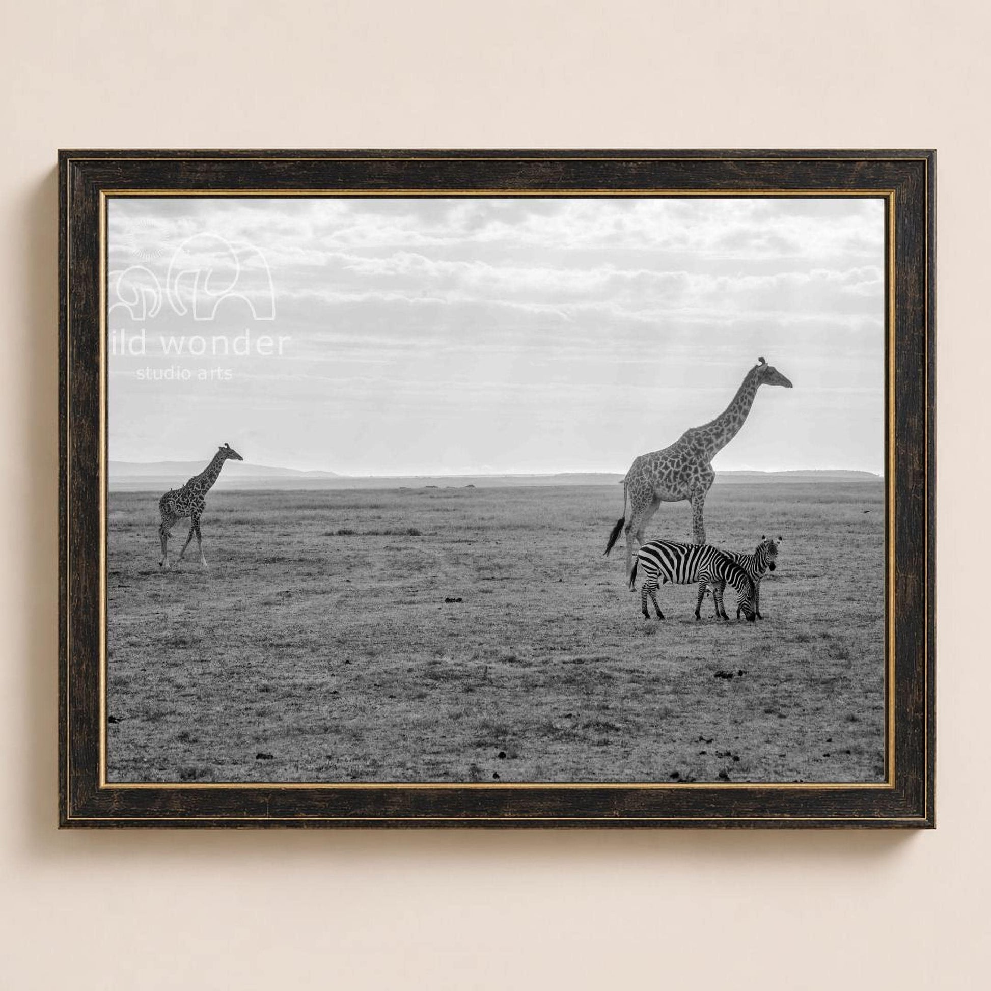 A black and white photograph of three giraffes and a zebra in a grassy field, with a cloudy sky in the background.