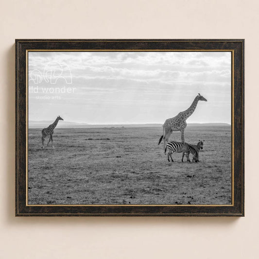 A black and white photograph of three giraffes and a zebra in a grassy field, with a cloudy sky in the background.