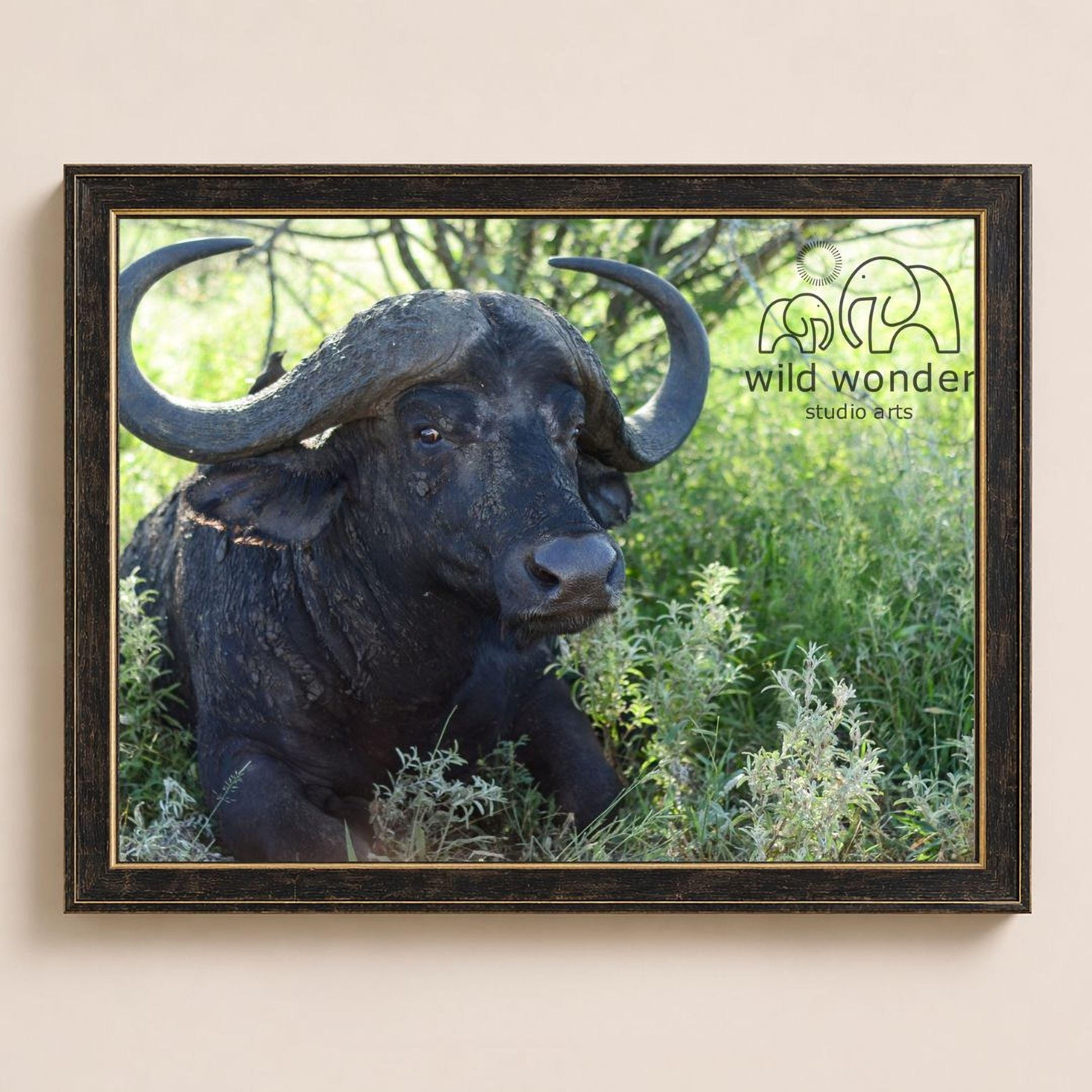 A black buffalo with large curved horns is resting in a grassy area, surrounded by greenery.